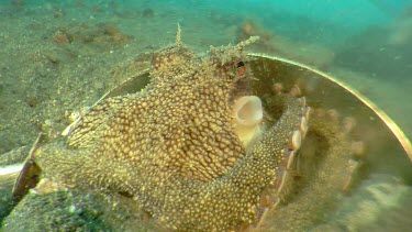 Coconut Octopus hiding under a spoon