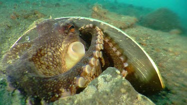 Coconut Octopus hiding under a spoon