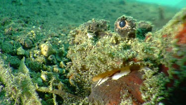 Close up of Bearded Ghoul on the ocean floor