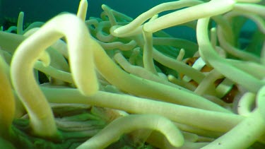 Ocellaris Clownfish in an Anemone