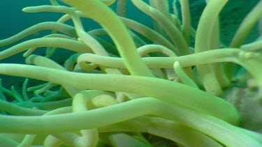 Ocellaris Clownfish in an Anemone