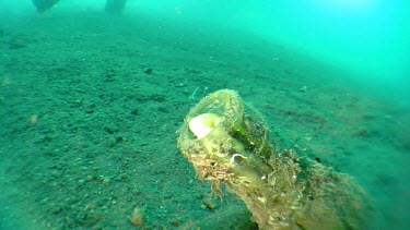 Shorthead Fangblenny peering from an algae-covered bottle