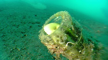 Shorthead Fangblenny peering from an algae-covered bottle