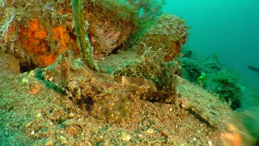 Fingered Dragonet swimming along the ocean floor