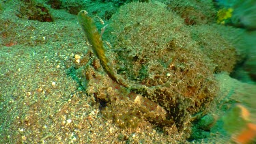 Fingered Dragonet swimming along the ocean floor