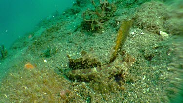 Fingered Dragonet swimming along the ocean floor