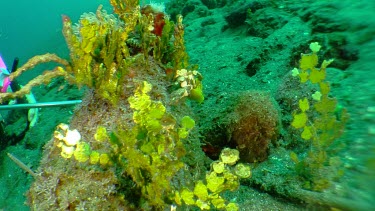 Longhorn Cowfish swimming along the ocean floor