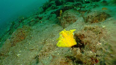 Longhorn Cowfish swimming along the ocean floor