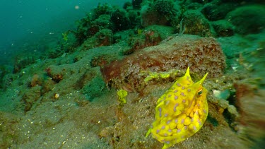 Longhorn Cowfish swimming along the ocean floor