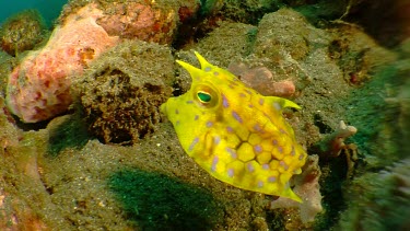 Longhorn Cowfish swimming along the ocean floor