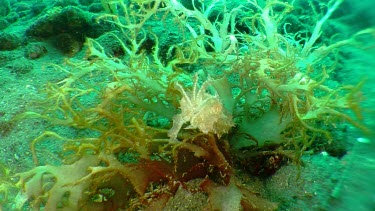 Cuttlefish hiding in underwater vegetation