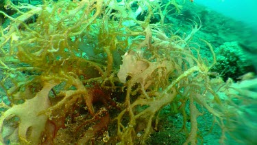 Cuttlefish hiding in underwater vegetation