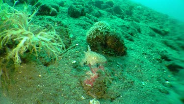 Cuttlefish swimming along the ocean floor