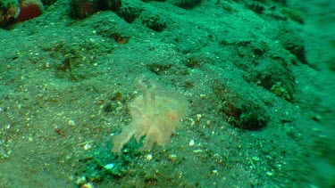 Cuttlefish swimming along the ocean floor