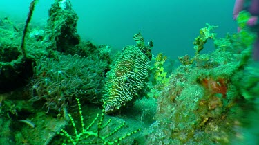 Mourning Cuttlefish on the ocean floor