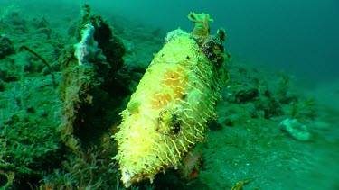 Mourning Cuttlefish swimming along the ocean floor