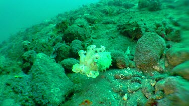 Cuttlefish swimming along the ocean floor