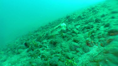 Cuttlefish swimming along the ocean floor