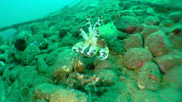 Close up of Cuttlefish swimming along the ocean floor