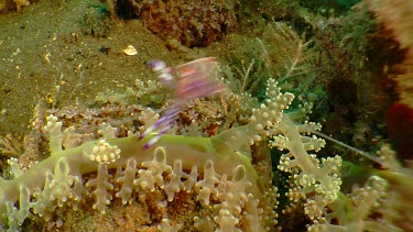 Yellow-Spotted Anemone Shrimp