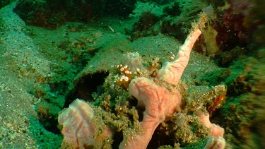 Squat Shrimp on underwater vegetation