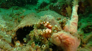 Squat Shrimp on underwater vegetation