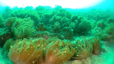 Cuttlefish squirting ink along the ocean floor