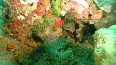 Juvenile Pinnate Spadefish swimming in a reef