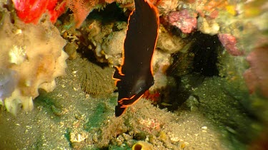 Juvenile Pinnate Spadefish swimming in a reef