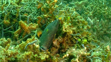 Dying Humphead Wrasse fish on a reef