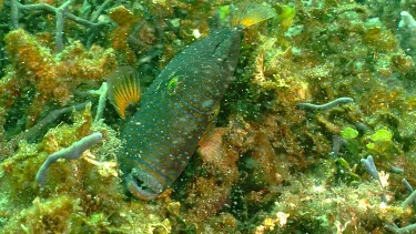 Dying Humphead Wrasse fish on a reef