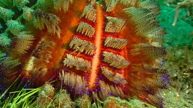 Close up of Fire Urchin