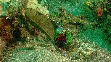 Peacock Mantis Shrimp lying on its back