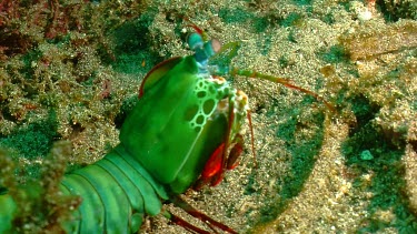 Peacock Mantis Shrimp walking on a reef