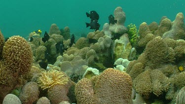 School of juvenile Threespot Dascyllus fish on a reef
