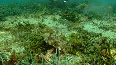 White-Spotted Pufferfish swimming along a reef