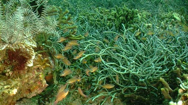 School of Yellowstriped Cardinalfish on a reef