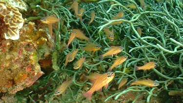 School of Yellowstriped Cardinalfish on a reef