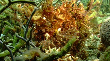 Orange Weedy Scorpionfish hidden in coral
