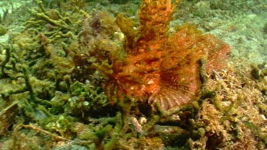 Orange Weedy Scorpionfish hidden in coral
