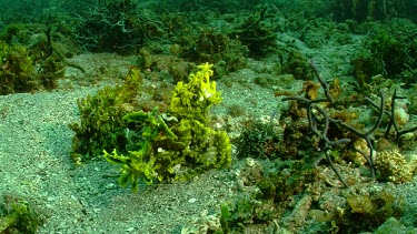 Green Weedy Scorpionfish swimming along the ocean floor