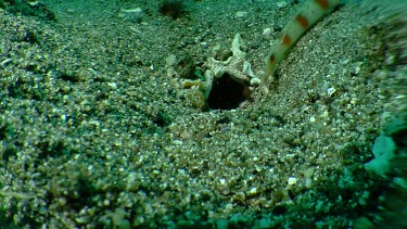 Tiger Snapping Shrimp emerging from a hole in the sand