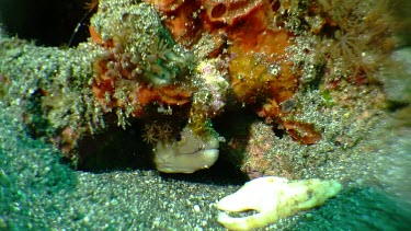 Moray Eel in a hole