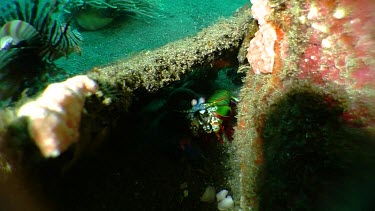 Peacock Mantis Shrimp on a reef
