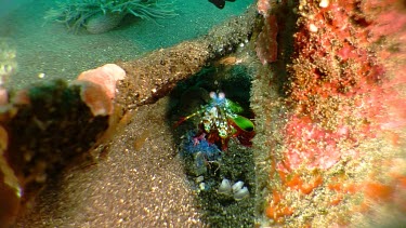 Peacock Mantis Shrimp on a reef