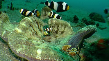 Commensal Crab and Saddleback Clownfish on a reef
