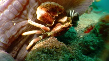 Porcelain Crab under an Anemone