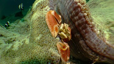 Porcelain Crab under an Anemone