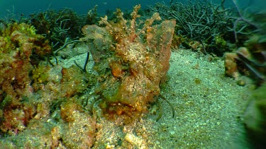 Orange Weedy Scorpionfish on the ocean floor