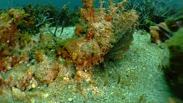 Orange Weedy Scorpionfish on the ocean floor